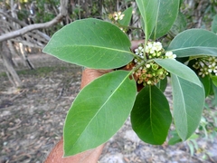 Lophostemon suaveolens
