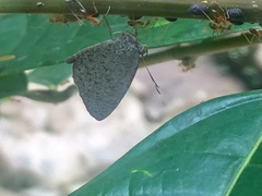 Allotinus unicolor unicolor