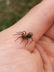 Lycosoides coarctata