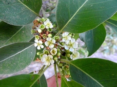 Lophostemon suaveolens