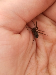 Lycosoides coarctata