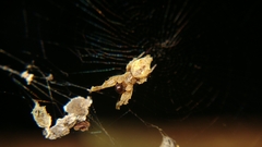 Uloborus