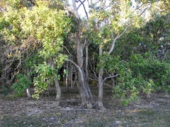 Lophostemon suaveolens