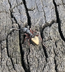 Dolichoderus scabridus