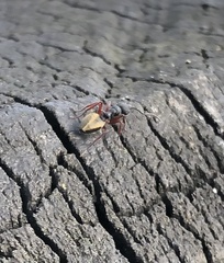 Dolichoderus scabridus