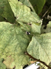 Sternuchopsis trifida