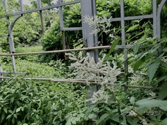 Fallopia baldschuanica