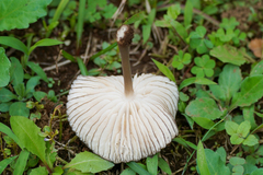 Mucidula