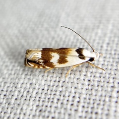 Plectophila pyrgodes