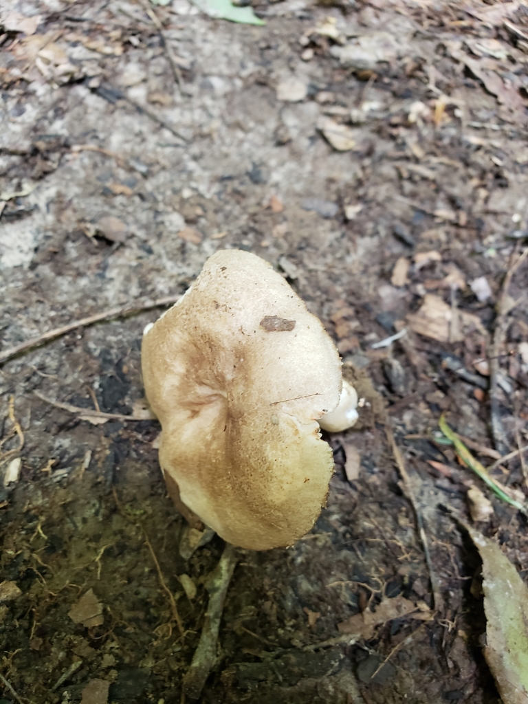 Russula eccentrica from 1576 IN-47, Marshall, IN 47859, USA on August ...