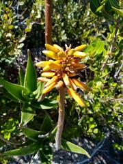 Aloiampelos commixta