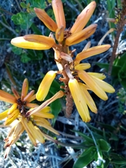 Aloiampelos commixta