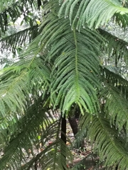 Araucaria heterophylla