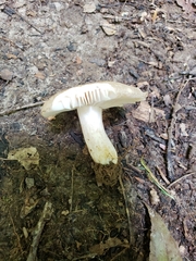 Russula eccentrica