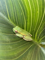 Hyperolius semidiscus