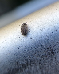 Anthrenocerus australis