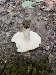 Russula eccentrica