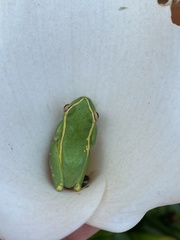 Hyperolius semidiscus