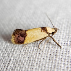 Crepidosceles timalphes