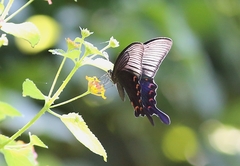 Papilio bianor