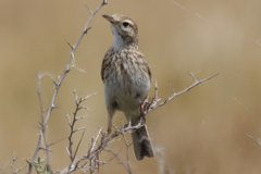 Anthus australis