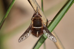 Sisyromyia limbata