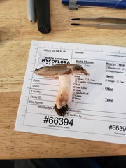 Russula eccentrica