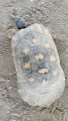 Testudo marginata
