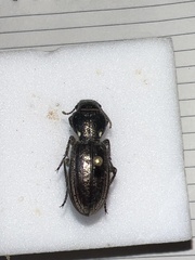 Mecodema sculpturatum