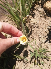 Hibiscus aethiopicus