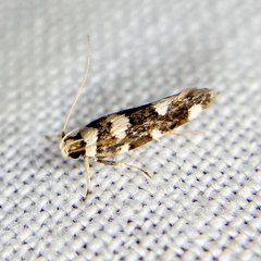 Macrobathra arrectella