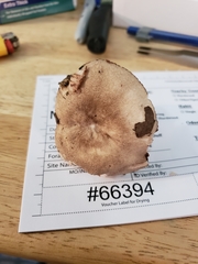 Russula eccentrica