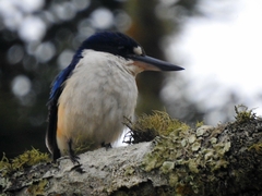 Todiramphus macleayii