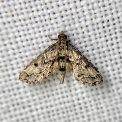 Sufetula hemiophthalma