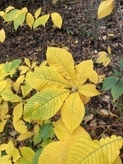 Aesculus parviflora