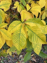 Aesculus parviflora