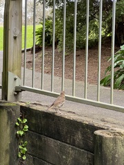 Turdus philomelos clarkei