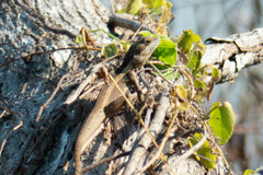 Agamidae