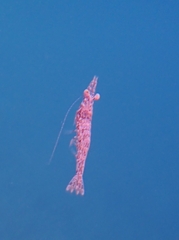 Penaeus