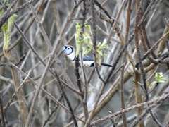 Stizoptera bichenovii
