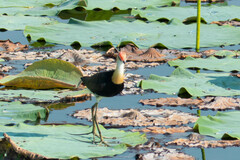 Irediparra gallinacea