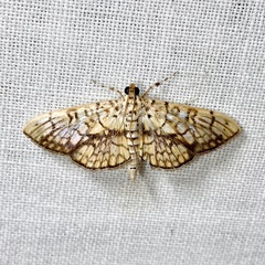 Haritalodes obliqualis