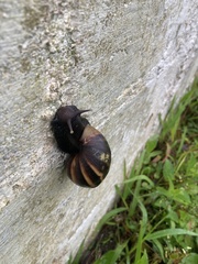 Lissachatina fulica