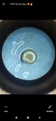 Planorbini