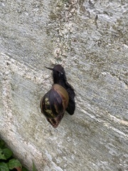 Lissachatina fulica