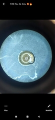 Planorbini