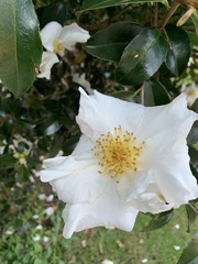 Camellia sasanqua