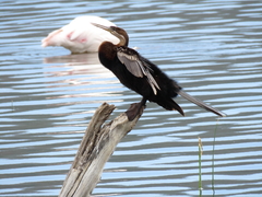 Anhinga rufa rufa