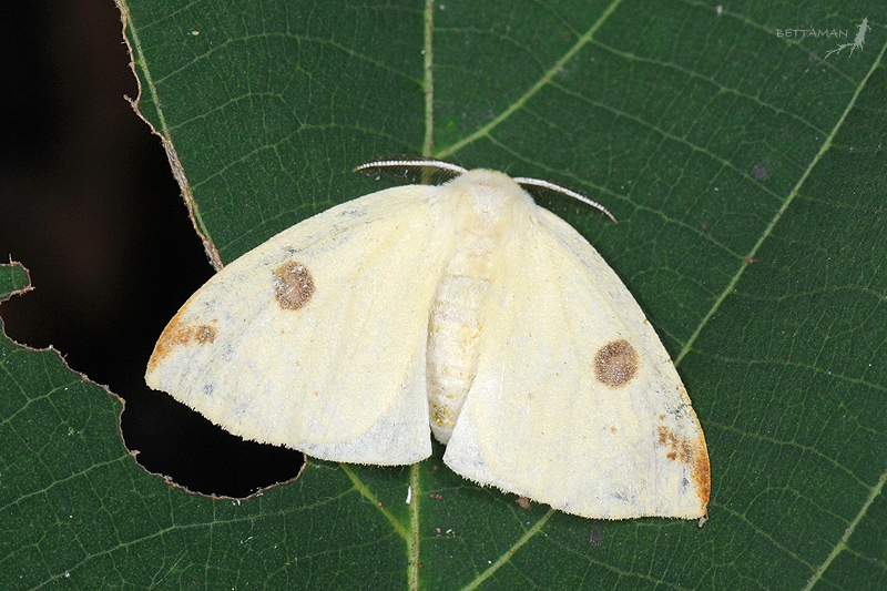Topomesoides