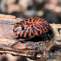 Gymnetis hieroglyphica